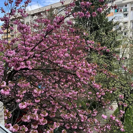 Sakura - 2bdr - Ac - *